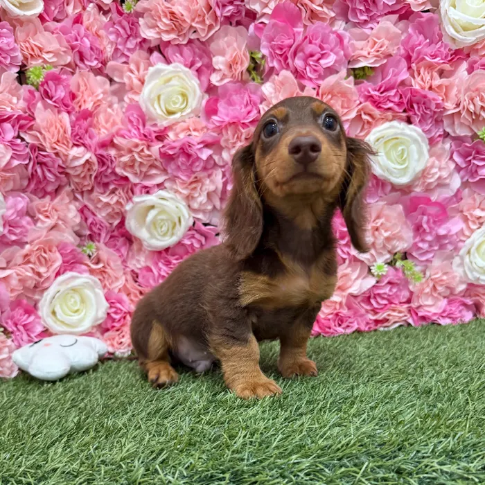 Male Dachshund Puppy for Sale in Braintree, MA