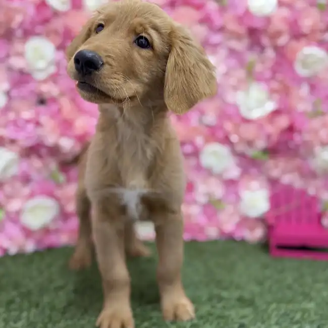 Male Golden Retriever Puppy for Sale in Braintree, MA