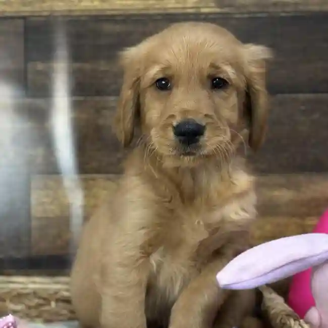 Male Golden Retriever Puppy for Sale in Saugus, MA