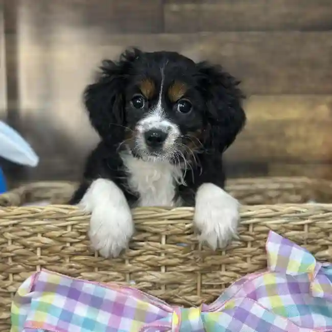 Female Aussalier Puppy for Sale in Saugus, MA