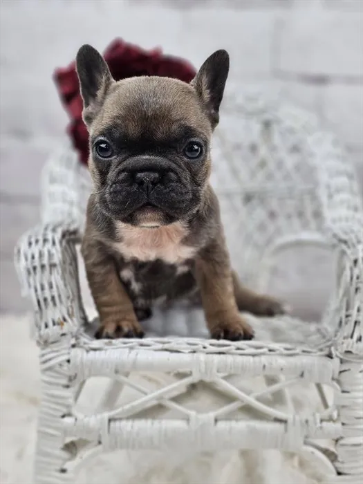 Female French Bulldog puppy named Tillie for sale at Pet Express Braintree.