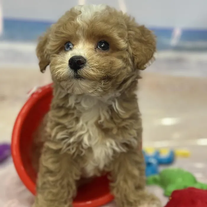 Male Mini Goldendoodle 2nd Gen Puppy for Sale in Saugus, MA