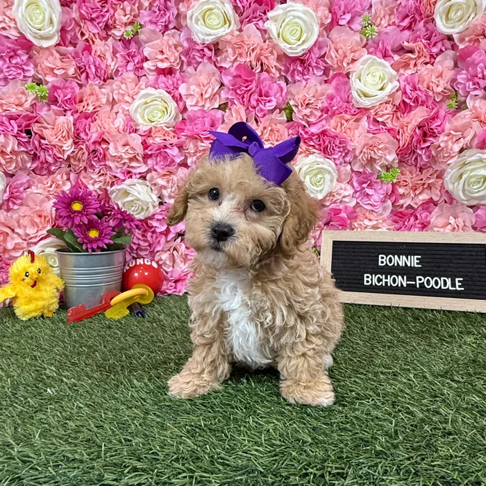 Female Bichon-Poodle puppy named Bonnie for sale at Pet Express Braintree.