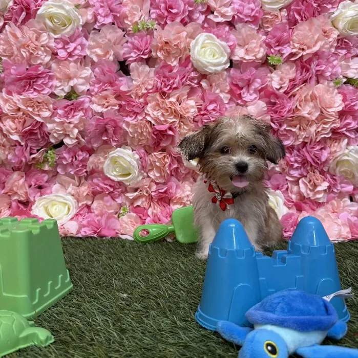 Female Shorkie Puppy for Sale in Saugus, MA
