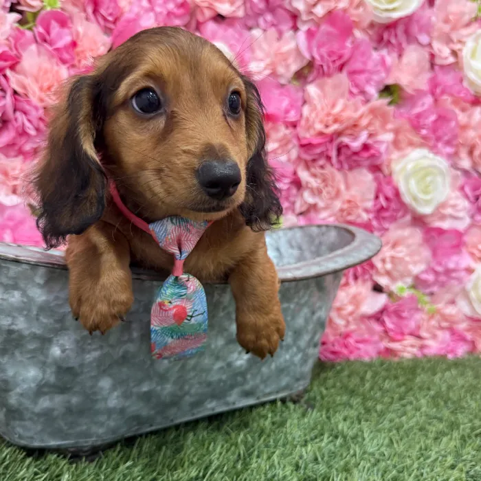 Male Dachshund Puppy for Sale in Braintree, MA