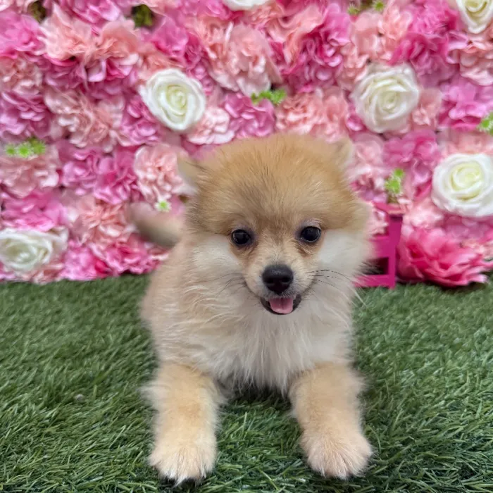 Male Pomeranian Puppy for Sale in Braintree, MA