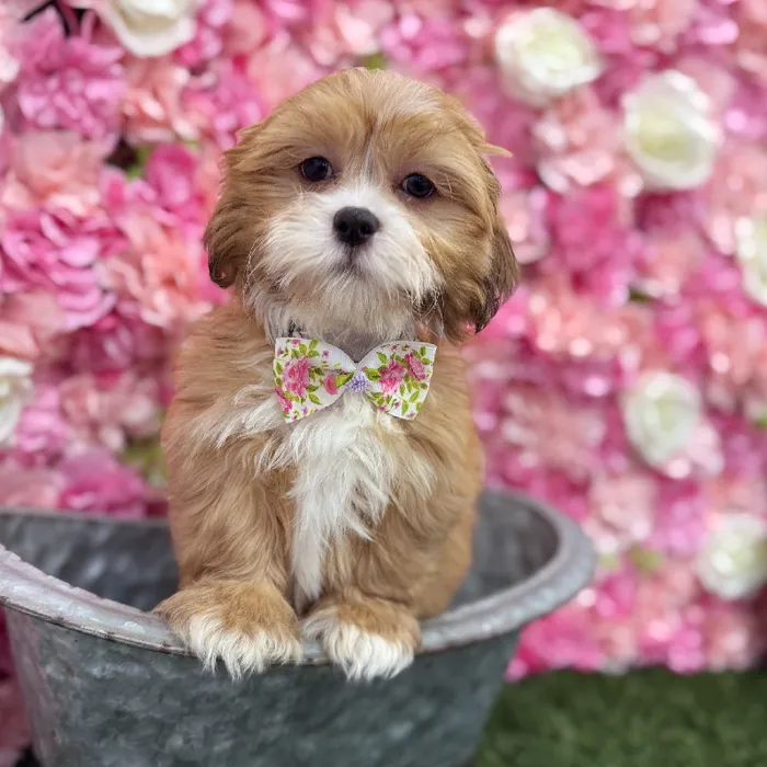 Male Lhasa Apso Puppy for Sale in Braintree, MA