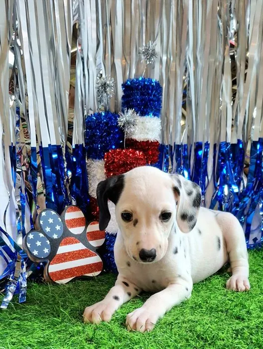 Female Dalmatian puppy named Elita-1 for sale at Pet Express Saugus.
