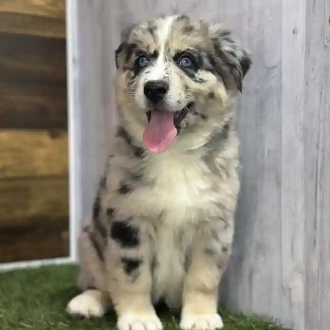 Female Australian Husky Puppy for Sale in Saugus, MA