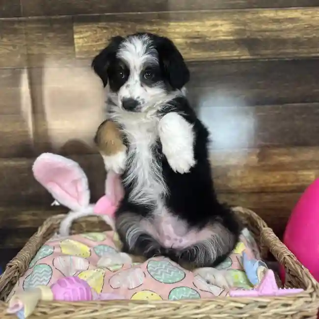 Female Miniature Australian Shepherd Puppy for Sale in Saugus, MA