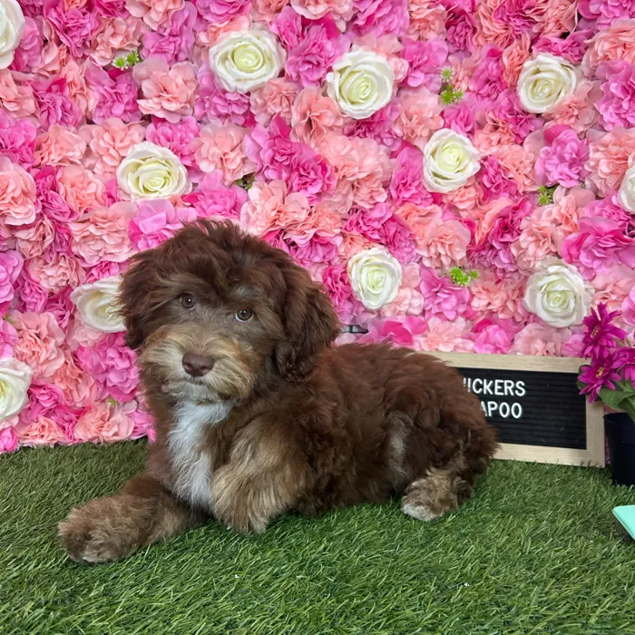 Male Havapoo puppy named Snickers for sale at Pet Express Braintree.