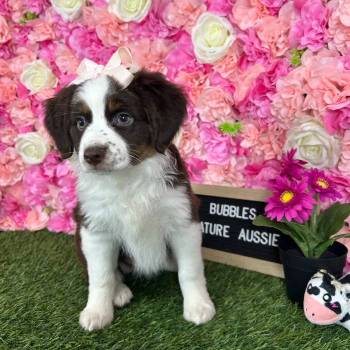 Female Miniature Australian Shepherd puppy named Bubbles for sale at Pet Express Braintree.