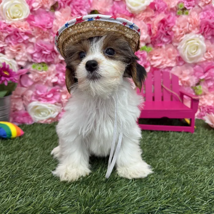 Male Yorkshire Terrier Puppy for Sale in Braintree, MA
