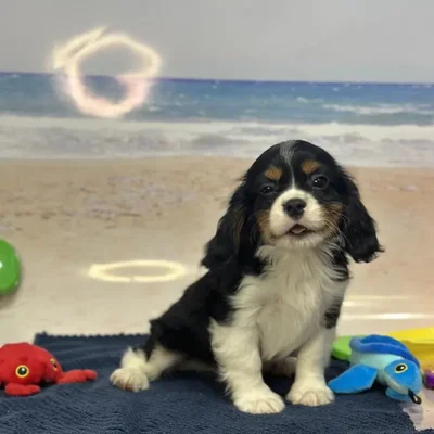 Male Cavalier King Charles Spaniel Puppy for Sale in Saugus, MA