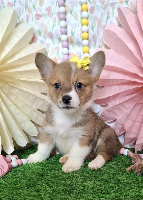 Female Pembroke Welsh Corgi puppy named Raya for sale at Pet Express Braintree.