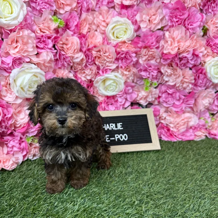 Male Yorkie-Poo 2Nd Gen puppy named Charlie for sale at Pet Express Braintree.