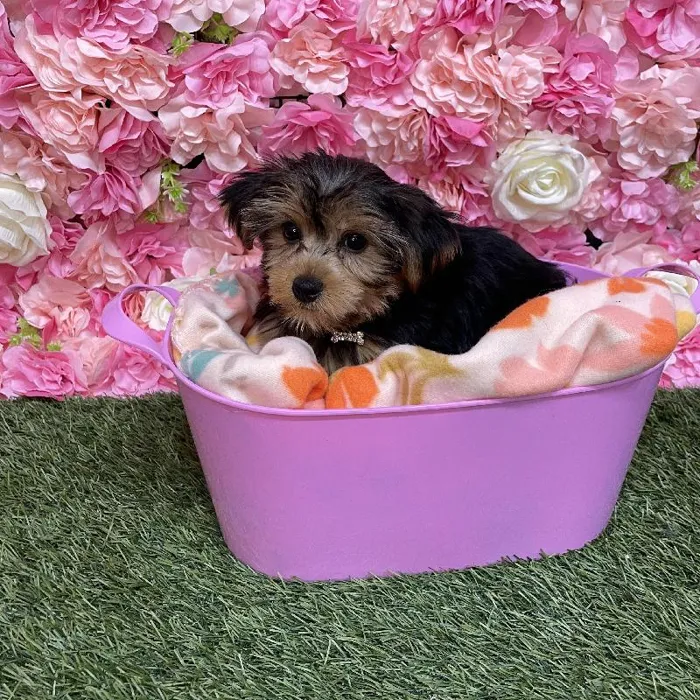 Female Yorkshire Terrier Puppy for Sale in Saugus, MA