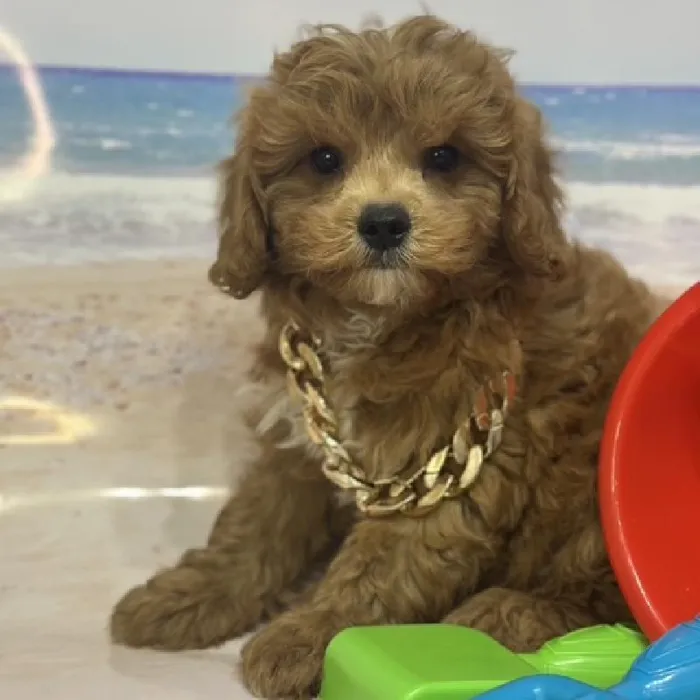 Male Cavapoo Puppy for Sale in Saugus, MA
