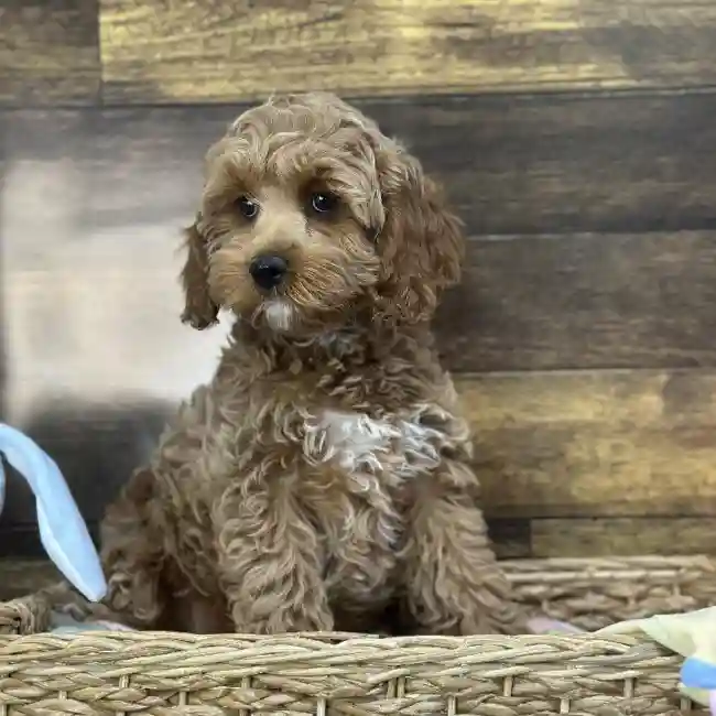 Female Cockapoo Puppy for Sale in Saugus, MA