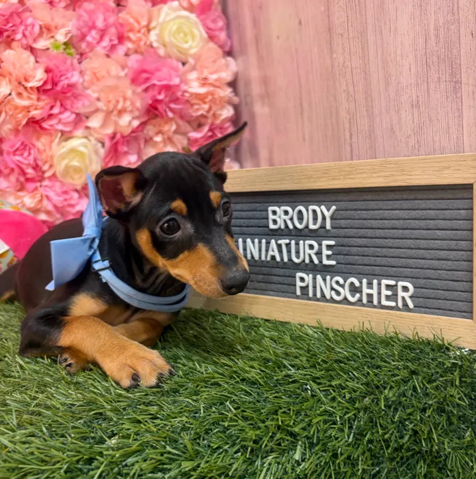 Male Miniature Pinscher puppy named Brody for sale at Pet Express Saugus.