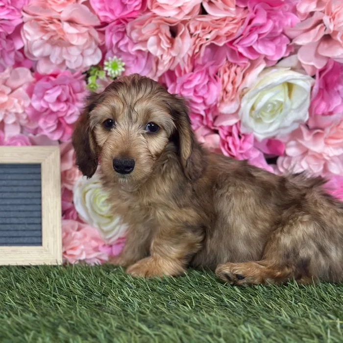 Male Dachshund puppy named Fuego for sale at Pet Express Saugus.