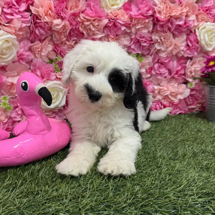 Female Mini Sheepadoodle Puppy for Sale in Braintree, MA