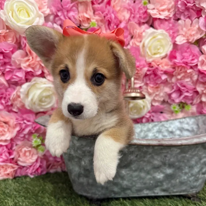 Female Pembroke Welsh Corgi Puppy for Sale in Braintree, MA