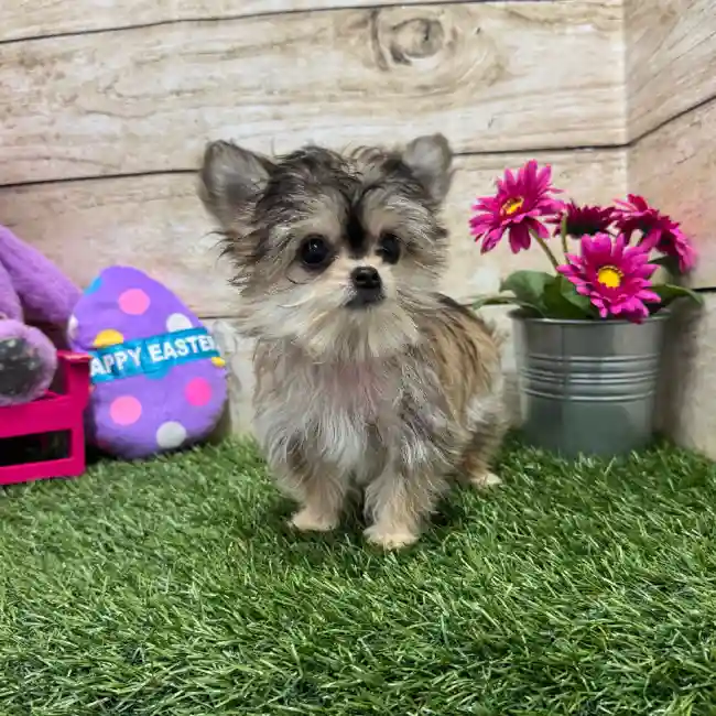 Male Chihuahua Puppy for Sale in Braintree, MA