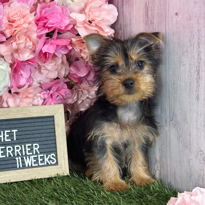 Male Silky Terrier puppy named Ratchet for sale at Pet Express Saugus.