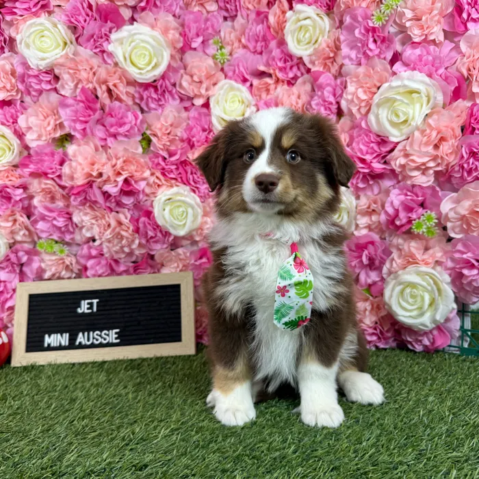 Male Miniature Australian Shepherd puppy named Jet for sale at Pet Express Braintree.