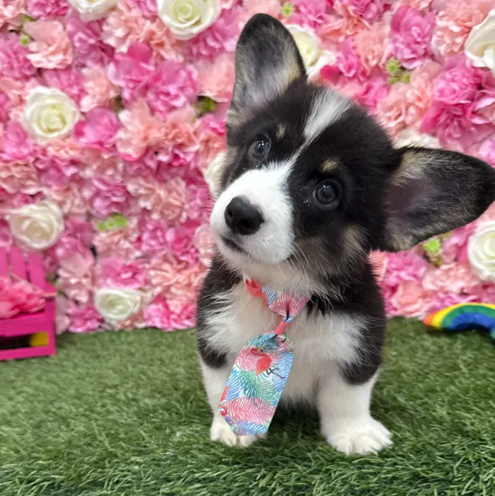 Male Pembroke Welsh Corgi Puppy for Sale in Braintree, MA