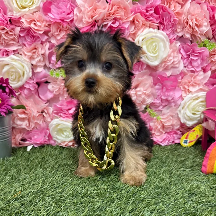 Male Yorkshire Terrier Puppy for Sale in Braintree, MA