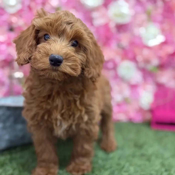 Male Mini Irishdoodle 2nd Gen Puppy for Sale in Braintree, MA
