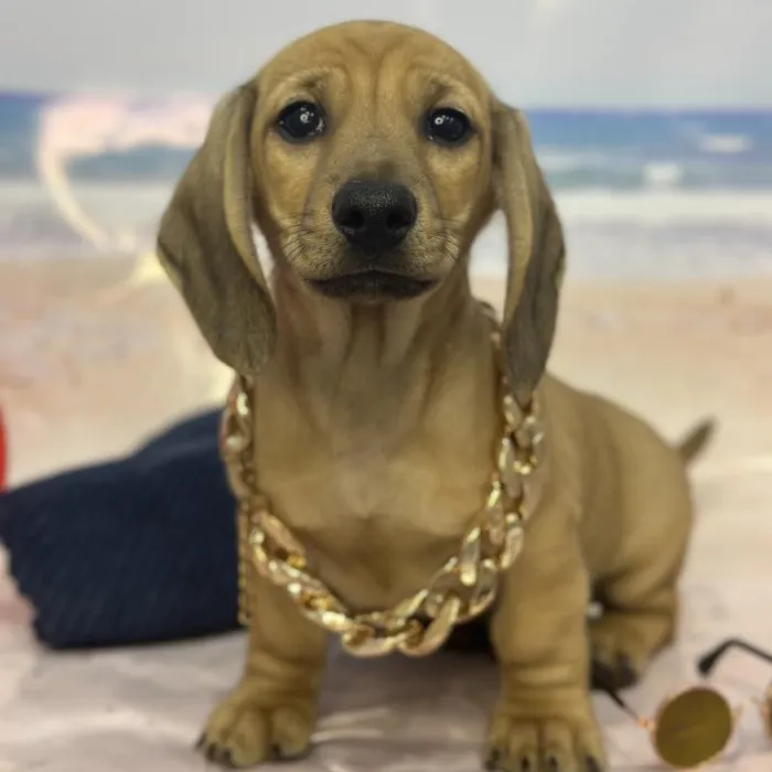 Male Dachshund Puppy for Sale in Saugus, MA