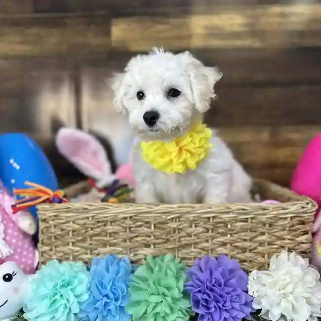 Female Bichon Frise Puppy for Sale in Saugus, MA