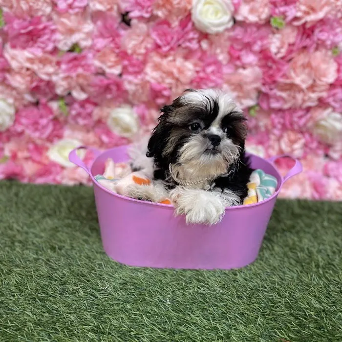 Female Shih Tzu Puppy for Sale in Saugus, MA