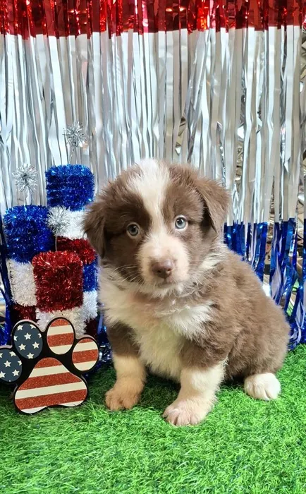 Male Miniature Australian Shepherd puppy named Bumblebee for sale at Pet Express Saugus.