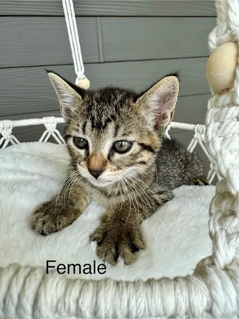 Female Domestic Short Hair kitten named Hissy for sale at Pet Express Saugus.
