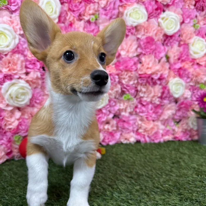 Female Pembroke Welsh Corgi puppy named Raya for sale at Pet Express Braintree.