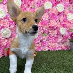 Female Pembroke Welsh Corgi puppy named Raya for sale at Pet Express Braintree.