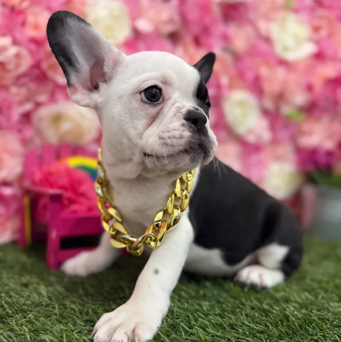 Male Froston Puppy for Sale in Braintree, MA