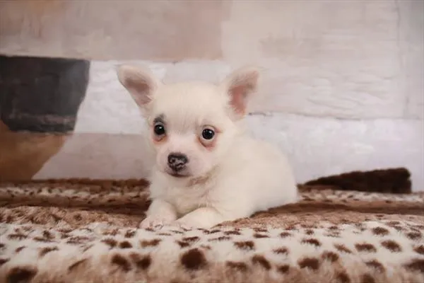 Male Chihuahua puppy named Mel for sale at Pet Express Saugus.