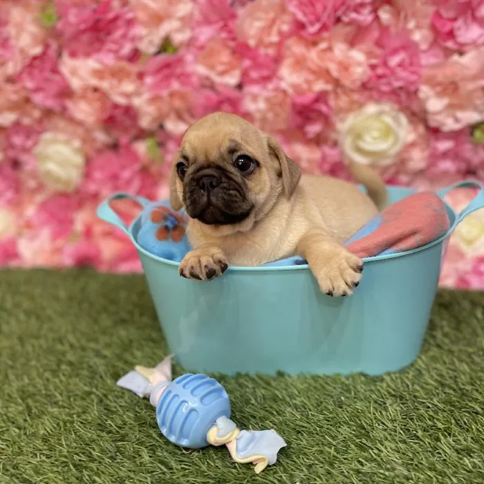 Male Pug Puppy for Sale in Saugus, MA