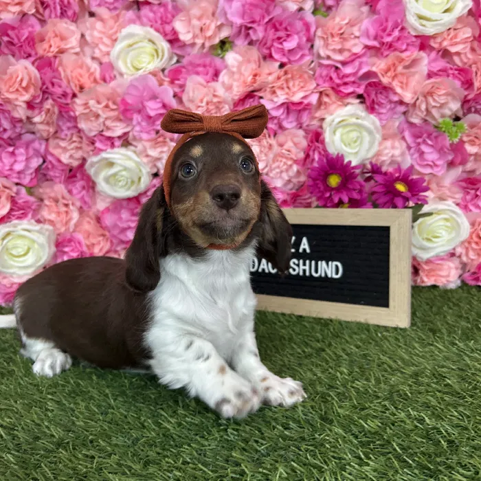 Female Dachshund puppy named Zaza for sale at Pet Express Braintree.