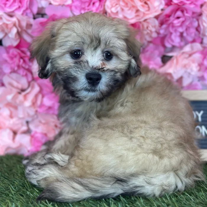 Male La-Chon puppy named Randy for sale at Pet Express Saugus.