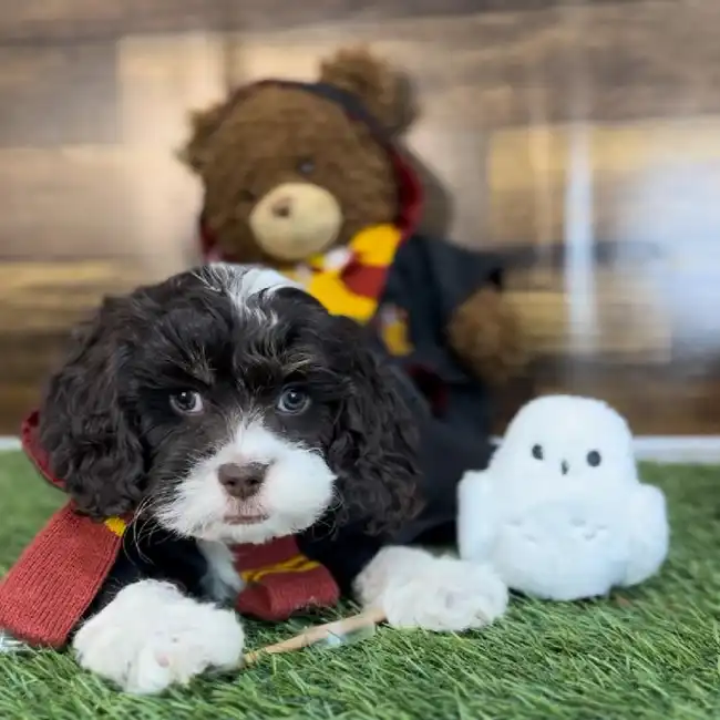Male Cockapoo Puppy for Sale in Saugus, MA