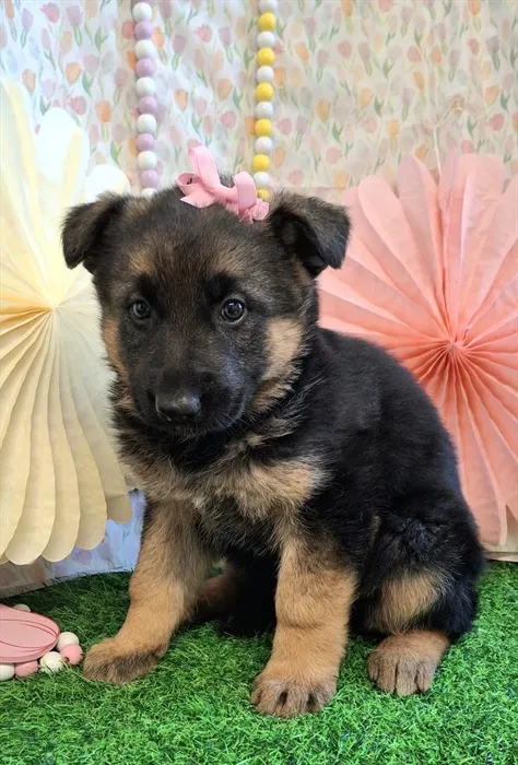 Female German Shepherd Dog puppy named Shania for sale at Pet Express Saugus.