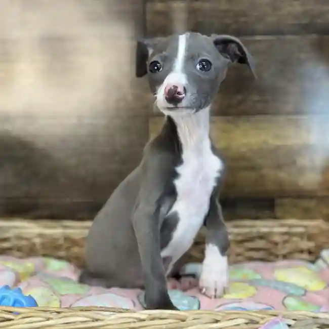 Male Italian Greyhound Puppy for Sale in Saugus, MA