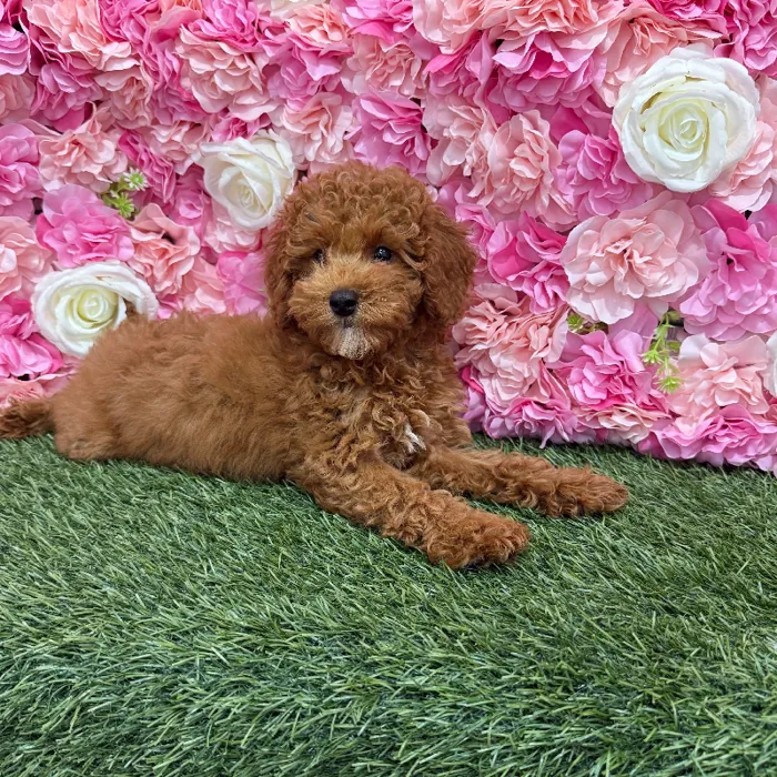 Male Poodle Toy Puppy for Sale in Braintree, MA