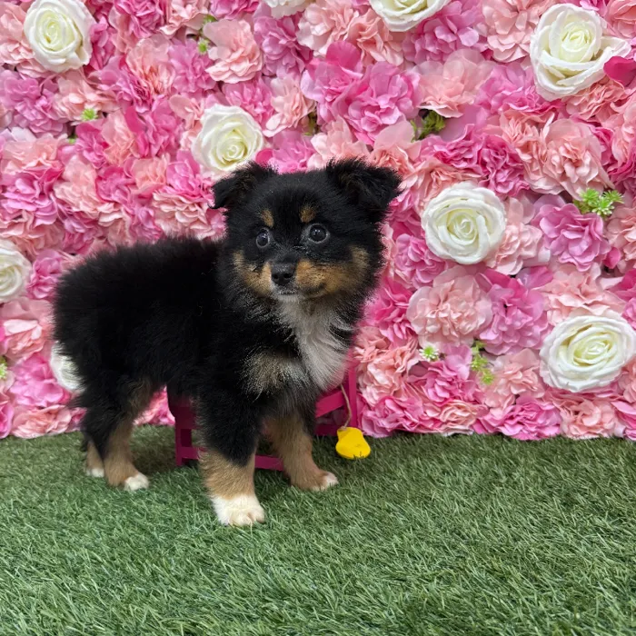 Male Toy Australian Shepherd Puppy for Sale in Braintree, MA